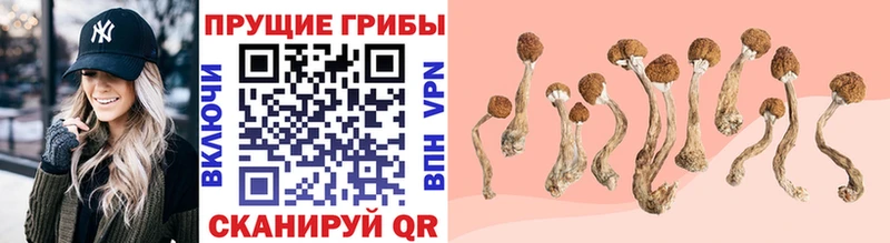 закладки  hydra ссылки  Псилоцибиновые грибы Cubensis  Сенгилей 